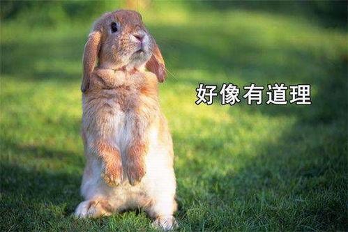 黄金吃瓜小兔,揭秘娱乐圈的甜蜜瓜田