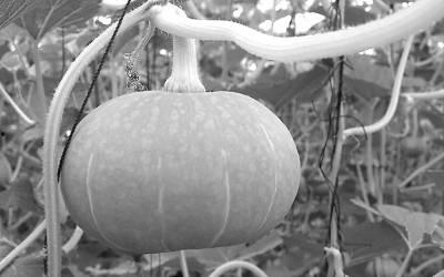 云纺屋顶吃瓜,悠闲时光的甜蜜印记