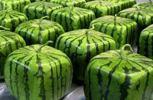 全朝都在吃瓜,揭秘古代宫廷的“吃瓜”盛况