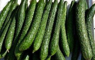 吃双瓜能减肥吗,揭秘吃瓜瘦身新潮流”