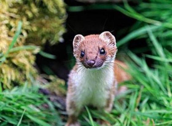 鼬鼠吃瓜,一场生态与美食的邂逅