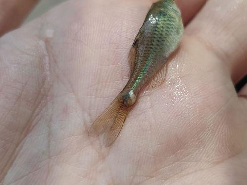 什么吃 小瓜虫,探究小瓜虫生成背后的饮食奥秘