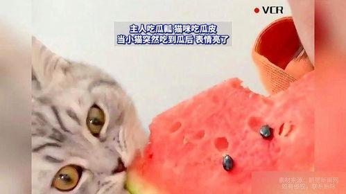 猫的吃瓜图片