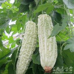 吃白凉瓜的好处与功效,清热解毒，润肺养颜的天然良药