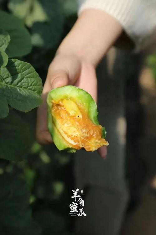 小狗吃羊角瓜好吗怎么吃