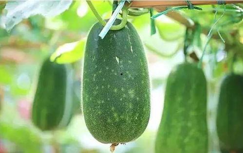 时刻准备吃瓜,时刻准备吃瓜的欢乐时光