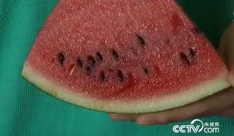 吃瓜的人吃小西瓜的人,揭秘吃瓜群众与迷你西瓜的甜蜜邂逅